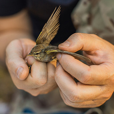 Safe Bcorp bird