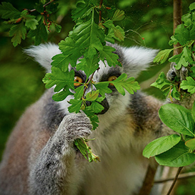 Safe Bcorp koala