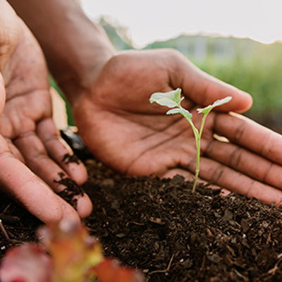 Safe Bcorp planting